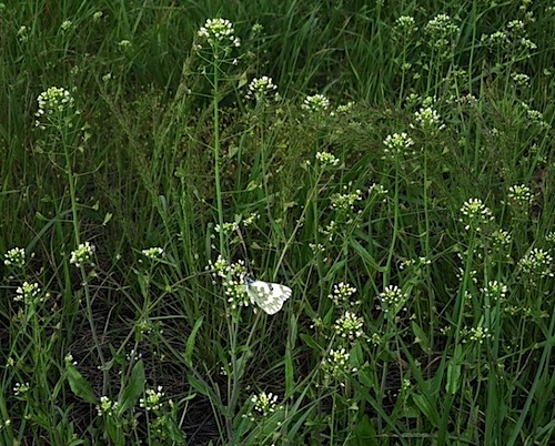 pastushja-sumka